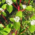 Tatarian Dogwood
